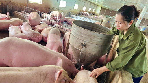 Bộ Nông nghiệp và Môi trường kiến nghị Thủ tướng về việc tính thuế VAT với nguyên liệu TACN, sản phẩm giống vật nuôi...