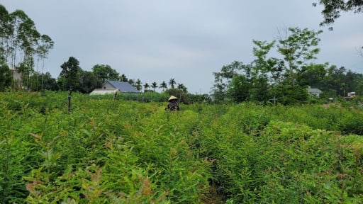 Chàng trai Bắc Ninh “bẻ gai cho cây bồ kết” tạo việc làm giúp nông dân giảm nghèo