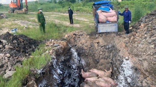 Triển khai đồng bộ các giải pháp, dịch tả lợn châu Phi ở Quảng Ninh 'hạ nhiệt'