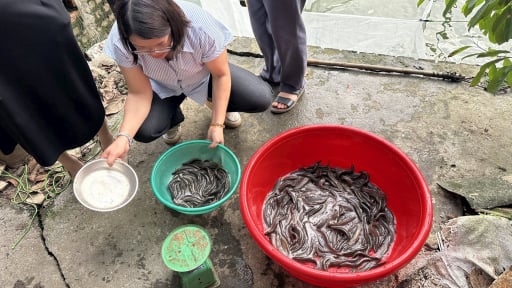 Nuôi dày đặc cá đặc sản gì dưới ao, nông dân Hải Dương bán 70.000 đồng/kg, bao nhiêu cũng hết veo?