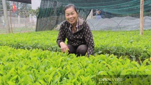 Nông dân biến đất cằn Lạng Sơn thành 'vàng xanh'