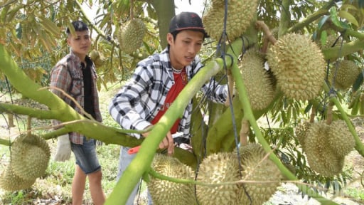 Tỉnh nào đang dẫn đầu cả nước về diện tích, sản lượng cây ăn quả, sau sáp nhập, hợp nhất?