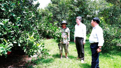 Loại cây này tốt um ở Đắk Lắk đang ra trái tròn ví như 'nữ hoàng quả khô', bán quả tươi 80.000-100.000 đồng/kg