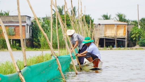 Nước tràn đồng, nông dân Đồng Tháp rủ nhau xây 'tường' lưới nuôi đủ loài cá đồng, sau vài tháng là lời to