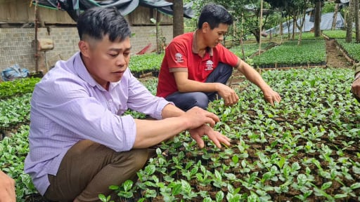 Nông thôn Tây Bắc: Trưởng bản Pha Nàng và giấc mơ vườn ươm xanh trên đỉnh núi