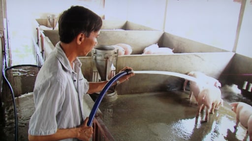 Giữa vòng vây dịch tả lợn châu Phi, Đồng Nai nóng ruột yêu cầu xây dựng nghị quyết mới bảo vệ ngành chăn nuôi