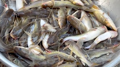 Vùng đất này của tỉnh Đồng Tháp, An Giang, trên trời, dưới cá đồng, sản vật mùa nước nổi, chợ quê tấp tập mua bán