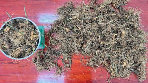 Ba thanh niên ở Kon Tum bị bắt vì trộm hơn 300 gốc Sâm Ngọc Linh