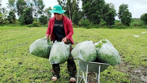 Ở xã từng nghèo nhất nhì Tây Ninh, khi Bí thư Đoàn đột phá trồng loại cây xanh mướt hóa 'vàng' (Bài 2) 