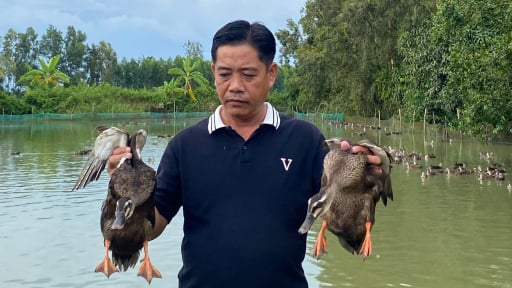 Tại một xã mới thuộc vùng trũng ở Cần Thơ, nhiều nhà bắt cá tạp nuôi vịt trời, giờ gia cảnh đã hết nghèo
