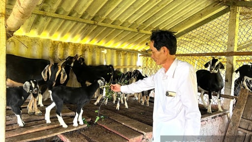 Nuôi dê kiểu chăn thả tự nhiên, bán giá cao, nông dân Hà Tĩnh tăng thu nhập rõ, thoát nghèo