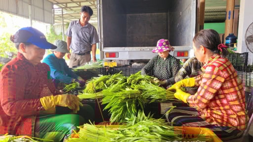 Hội Nông dân xã Tân Đông, tỉnh Đồng Tháp tổ chức nhiều hoạt động hỗ trợ thiết thực cho nông dân