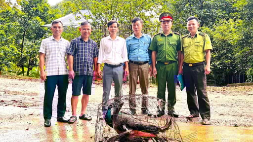 Dân nộp 3 con chim công xanh, 1 con rùa hộp trán vàng miền Bắc, ngành chức năng Hà Tĩnh tiếp nhận, chăm sóc