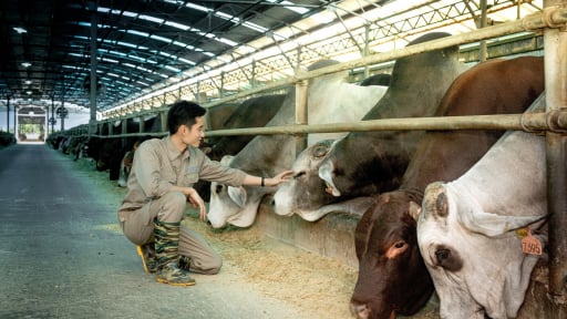 Hòa Phát dẫn đầu nhập khẩu bò Úc, sản lượng nửa đầu năm tăng 115%