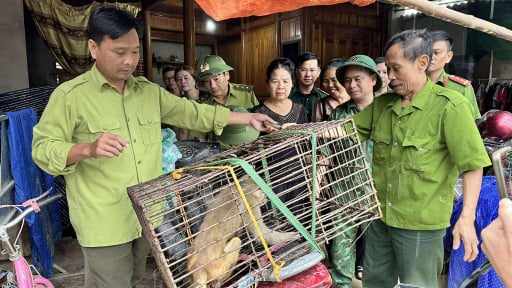 Phát hiện một con khỉ mốc trong vườn nhà, người dân Hà Tĩnh giao nộp cho kiểm lâm thả ngay về rừng