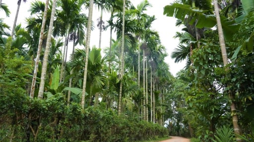 Loại quả 'cổ tích' này đang tăng giá cái vù, thương lái vô tận vườn đặt cọc tiền, sao dân Nghệ An vẫn chưa chịu cầm?