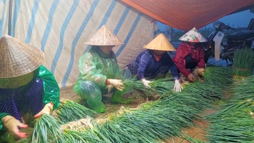 Loại rau gia vị thơm nức này 'sắp chết đuối', dân Nghệ An bì bõm lội nhổ bán vớt lại ít vốn