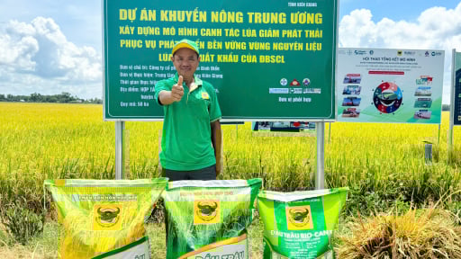 Đầu Trâu Bio-Canxi: Giải pháp phân bón mới cho canh tác lúa gạo bền vững và giảm phát thải