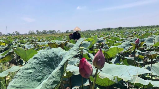 Kỹ sư cơ khí Nam Định đổi đời nhờ trồng loài hoa trổ nụ cản chả kịp, dân tình đến chụp ảnh đẹp như phim
