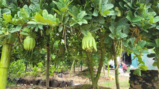 Phú Thọ: Trồng 'cây tâm linh' ưa đất bãi, tạo việc làm, thu nhập ổn định cho hàng 100 nông dân địa phương