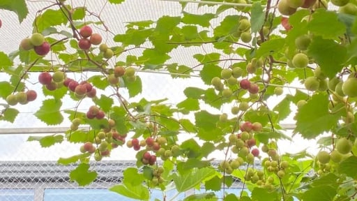 Không phải chanh leo, cây cảnh này quen mà lạ, bóng mát lành, quả ngon ngọt, gia đình thịnh vượng, viên mãn