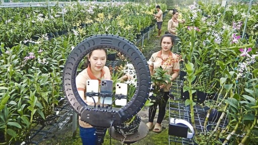 Nông dân TPHCM chuyển đổi số, lập kênh TikTok,  livestream bán nông sản, mở lối cho nông nghiệp hiện đại
