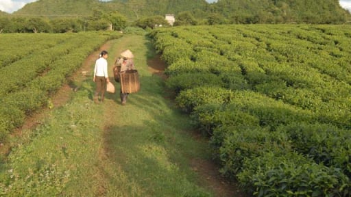 Cấp sổ đỏ với đất có nguồn gốc nông, lâm trường mà không phải lập phương án sử dụng đất?