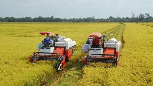 Quy định mới: UBND tỉnh, cấp xã được giao thẩm quyền chuyển đổi mục đích sử dụng đất lúa