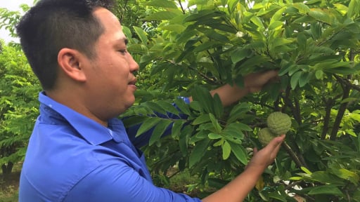 Thầy giáo chỉ cách hay giúp nông dân nơi này ở Nghệ An 'bắt' cây đặc sản ra quả to đều, bán giá hời
