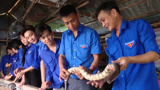 Con động vật hoang dã này cầm đầu cầm đuôi dễ mà, nuôi thành công ở Cà Mau, cứ lớn là bán hết cả đàn