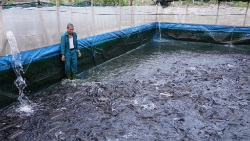 Nuôi cá lóc trong bể xi măng lót bạt, mô hình giúp nhiều nông dân Quảng Trị hết nghèo, vươn lên giàu có