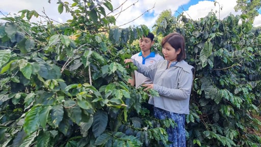 Nông thôn Tây Bắc: Sản xuất hàng hóa - “Cánh cửa vàng” cho người dân vùng cao đổi đời