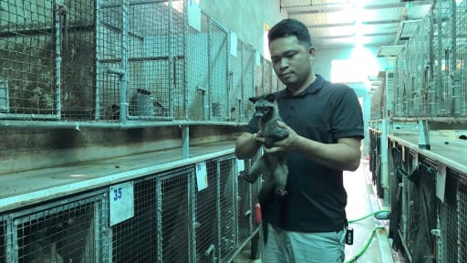 Con động vật hoang dã nuôi thành công ở Nghệ An, anh nông dân bán 12 triệu đồng/cặp, cứ có là hết veo