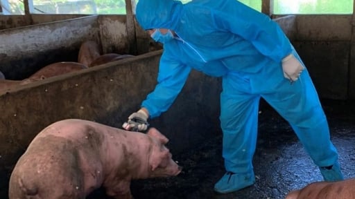 TP.HCM tăng cường kiểm soát thịt lợn tại chợ đầu mối