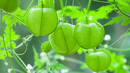 Không phải tầm bóp, cây cảnh dây leo xanh tươi, mềm mại, này đẹp như mơ, nói lời trái tim bay bổng
