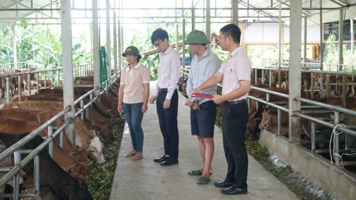 Vốn tín dụng chính sách giúp người dân Lào Cai giảm nghèo và làm giàu bền vững