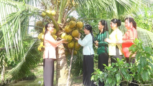 Trồng giống dừa ra trái sát đất, bổ ra đặc ruột, vườn của chị đẹp Cần Thơ hút du khách tới thăm
