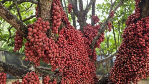 Một loại cây rừng có quả mọc đỏ rực cả thân, dân tình đang đổ xô đến nhà anh nông dân Gia Lai check-in