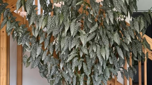 Cây cảnh lá như cánh thiên thần, hoa như ngàn tinh tú, mang điềm lành, may mắn vào nhà