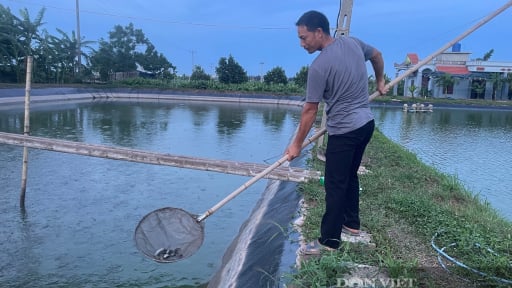 Nuôi loài ví như “nhân sâm dưới nước” thành công, trai làng Nam Định cầm về 500 triệu/năm