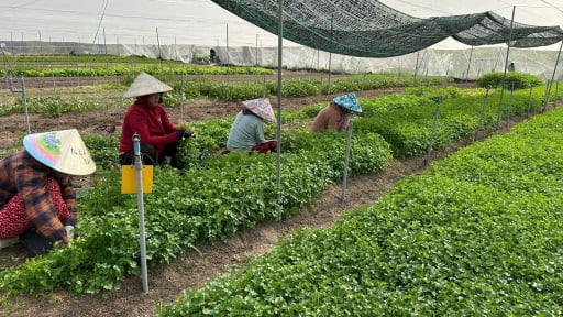 TPHCM chuyển đổi số mạnh mẽ khu vực hợp tác xã, tổ hợp tác, làm nông thôn mới thông minh