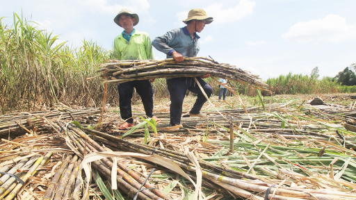 Lợi nhuận doanh nghiệp ngành đường giảm, hàng tồn kho tăng vọt, Thủ tướng chỉ đạo khẩn trương kiểm tra, báo cáo