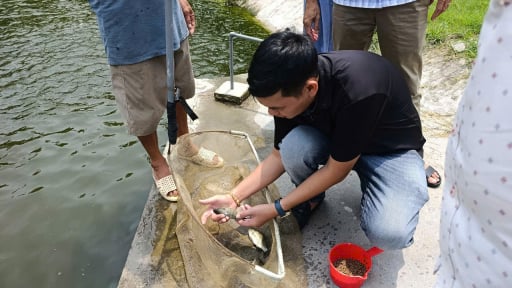 Loại cá 'nói không với đẻ trứng', thịt giàu selen, tốt cho cơ bắp, đang nuôi dày đặc ở Quảng Ninh thế này đây