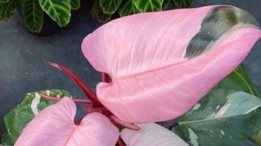 Cây cảnh thắp sáng giấc mơ công chúa, mỗi chiếc lá đều độc nhất vô nhị, hút năng lượng tích cực, may mắn