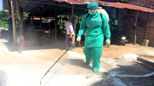 Dịch tả lợn châu Phi ở Tây Ninh âm ỉ tái phát, nông dân “nín thở” chờ giá lợn hơi phục hồi  