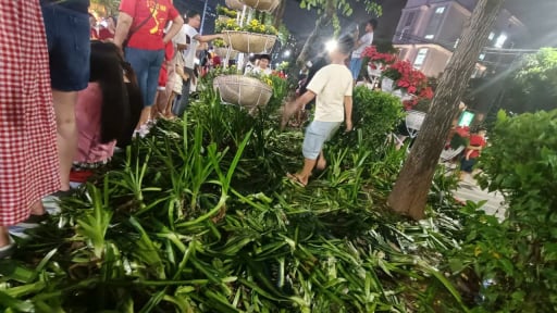 Hàng nghìn cây hoa, cây cảnh bị mất, hư hỏng do bị dẫm đạp sau hợp luyện diễu binh, diễu hành A80