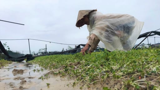 Nghệ An, Ninh Bình: Tan hoang những cánh đồng sau bão số 5, hàng chục nghìn ha hoa màu bị ngập trắng