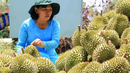 Nguyên nhân chính có thể gây tồn dư Cadimi trên sầu riêng, nông dân cần làm gì?