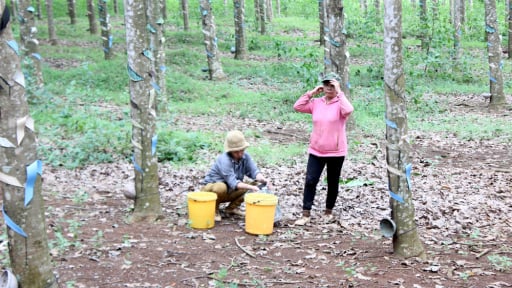 Vì sao nông dân Đồng Nai đồng thuận nhường đất nhưng cao tốc Gia Nghĩa - Chơn Thành vẫn loay hoay giải phóng mặt bằng?