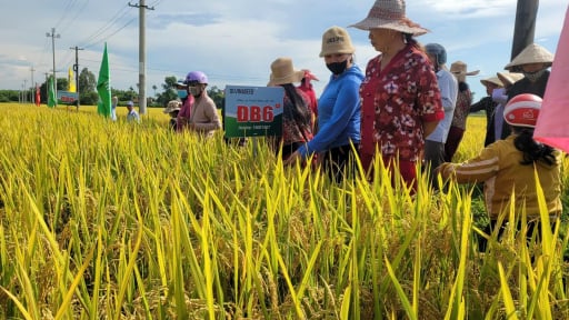 Vững vàng trước thời tiết khắc nghiệt, bộ đôi giống lúa Vinaseed tỏa sáng rực rỡ trên đồng đất Quảng Ngãi